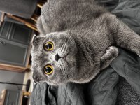Scottish fold 3 yaşında dişi