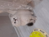 Scottish fold dişi