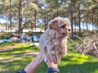 Orjinal Maltipoo yavrularımız