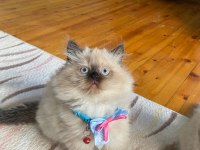 British longhair kedimiz
