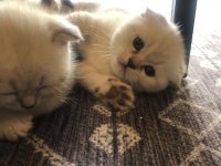 Adı gibi şirin scottish fold