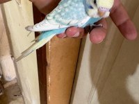 31 Günlük Oğlan Bebek Muhabbet Kuşumuz