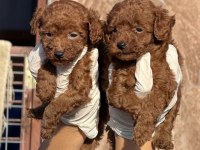 Toypoodle sevimli yavrular ruhsatlı çiftlik 