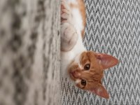 MIRMIRCI OYUNCU SAKİN SÜPER KEDİMİZ SARI