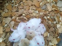 80 Civarı Toptan Gonzales Hamster