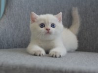 ERKEK GOLDEN POINT BRITISH SHORTHAIR