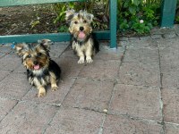 Yorkshire terrier yavrularımız