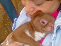 Şivava yavru köpek