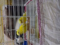 Takım albino kırmızı göz muhabbet kuşu