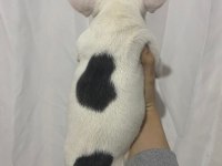 SAĞLIK GARANTİLİ FRENCH BULLDOG YAVRULAR