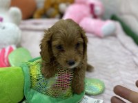 Erkek dişi maltipoo yavrular