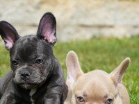 French Bulldog Yavruları Çiftlikten 
