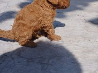 Red poodle köpekler