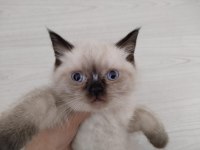 Brıtısh blue poınt 2 aylık yuva arıyoruz