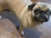 PUG KIZIMIZA EŞ ARIYORUZ (DETAYLAR İÇERİDE)
