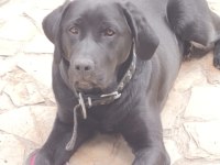Tüm Aşıları Tam Köpeğimiz Çipi Kimliği Pasaportu Var