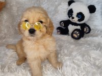 GOLDEN RETRİEVER BABY FACE KÜT BURUN