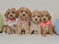 Eşsiz Maltipoo Sevimli Yavrular