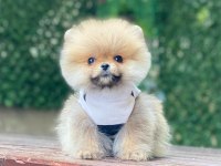 Pomeranian boo yavrular