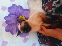 Dişi safkan siyam kedimiz