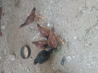 5 Adet 4 aylık 4 Ferik 1 Horoz
