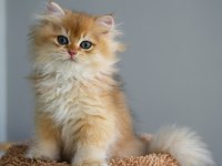 British longhair şecereli aşılı erkekler