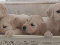 Sağlıklı Golden Retriever Yavrular