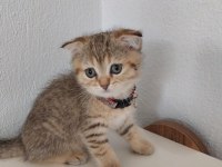 Golden Scottish Fold Safkan Yavrularım