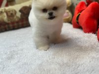 Irk Ve Sağlık Garantili Pomeranian Yavrularımız