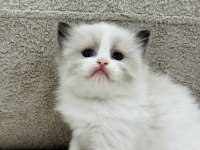 RAGDOLL YAVRU KEDİLER