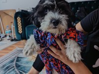 Maltese terrier erkek