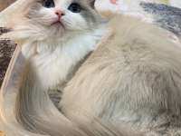 Safkan ragdoll dişi kedime bicolor ragdoll eş arıyorum