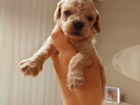 Dünya tatlısı toy poodle bebek