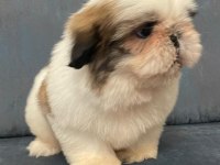 Muhteşem erkek shih tzu yavru