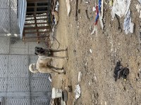 20 AYLIK SAFKAN ÖZEL BAKIMLI KANGAL TÜM AŞILARI TAMDIR
