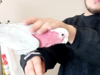 Evcil Gül kakadu papağanı