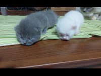 3 haftalık yavru British Longhair