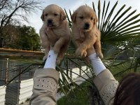 Çok Şeker GOLDEN Retriever Yavrular