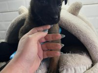Küçük ve Hırslı Belçika Kurdu (Malinois) Yavruları