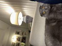 Satılık scottish fold