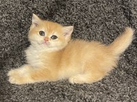 Anne Baba Şecereli Golden NY12 Safkan British Shorthair