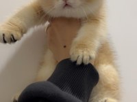 British shorthair Ny11 golden dişi erkek