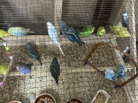 Yavru Ele Alıştırmalık Muhabbet Kuşlar