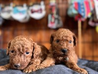 MUHTEŞEM TOY POODLE BEBEKLER