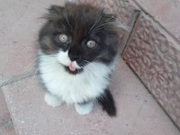 Yavru Scottish Fold Kedisi