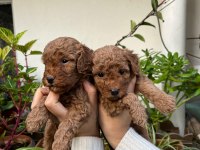 MÜKEMMEL KALİTEDE KIVIR KIVIR TOY POODLE YAVRULAR