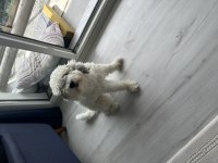 Ücretsiz orjinal terrier maltese