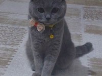 British shorthair