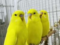Sağlıklı muhabbet kuşlar