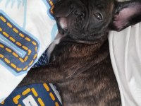 Köpeğimi ücretsiz sahiplendirmek istiyorum